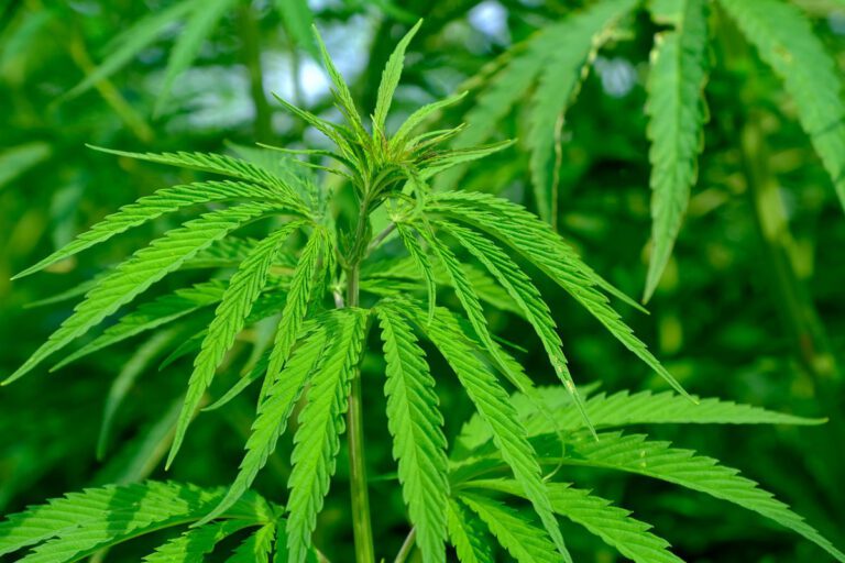 Canopy Growth kauft Beckley Canopy Therapeutics, stärkt Position als weltweit führendes Cannabis-Forschungsunternehmen