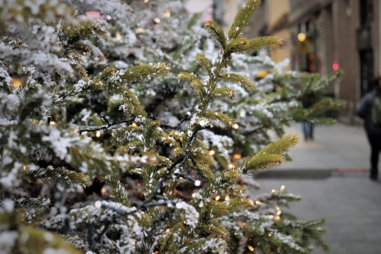 2,6 Millionen Weihnachtsbäume zu den Festtagen 2018 importiert