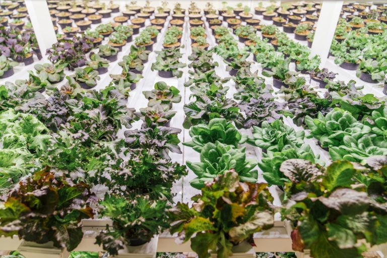 Mit Vertical Farming den weltweiten Food-Markt revolutionieren