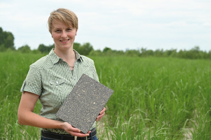 Claudia Miersch mit einer Musterplatte aus Hanfschäben in einem Miscanthus-Bestand auf den Rekultivierungsflächen der LEAG